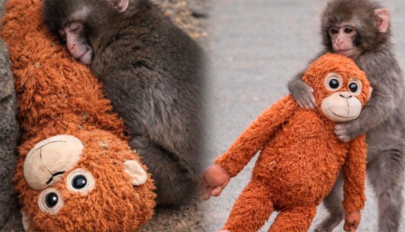 Mono Punch en Japón abrazando un peluche de orangután en el zoológico