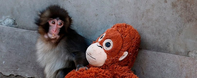 La historia del mono Punch y el significado emocional detrás de su abrazo